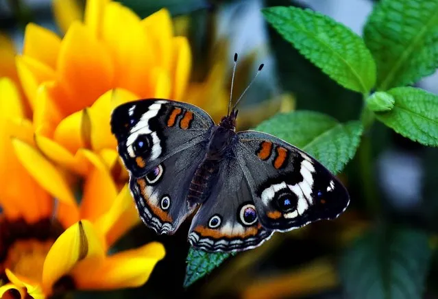 A Buckeye butterfy sits on a flower during the first day of the “Butterflies and Blooms” exhibit at the Conservatory of Flowers in Golden Gate Park in San Francisco, on May 8, 2013. The exhibit features more than 20 species of North American butterflies, including Monarchs, Western Swallowtails and more. (Photo by Justin Sullivan/Getty Images)