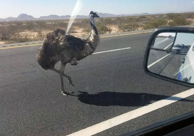 An emu trots along an interstate in Phoenix, Friday, October 21, 2016. Arizona Department of Public Safety spokesman Quentin Mehr says the agency received reports Friday around 10 a.m. that an emu was on the loose on I-10. (Photo by Arizona Department of Public Safety via The AP Photo)