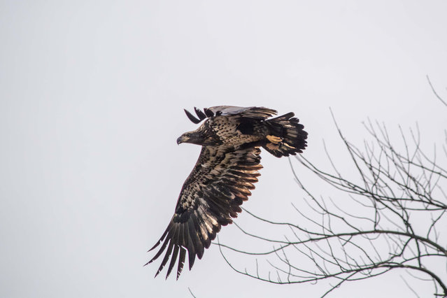 An American bald eagle hunts for fish during the morning hours at the Oxbow Nature Conservancy in Lawrenceburg, Indiana, on October 25, 2025. (Photo by Jason Whitman/NurPhoto/Rex Features/Shutterstock)
