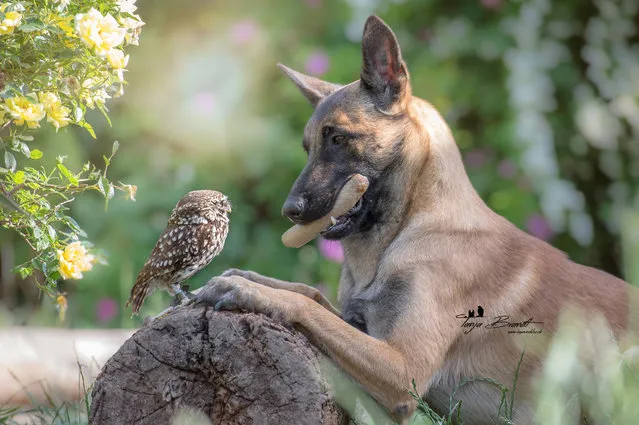 Friendship Of A Dog And An Owl