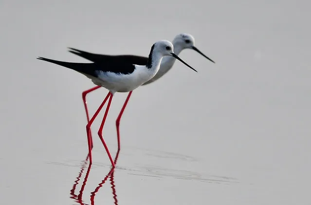 Two black-winged stilts rest on the shoal near Anhai town of Jinjiang City, southeast China’s Fujian Province on May 08, 2018. (Photo by Mei Yongcun/Xinhua/Barcroft Images)
