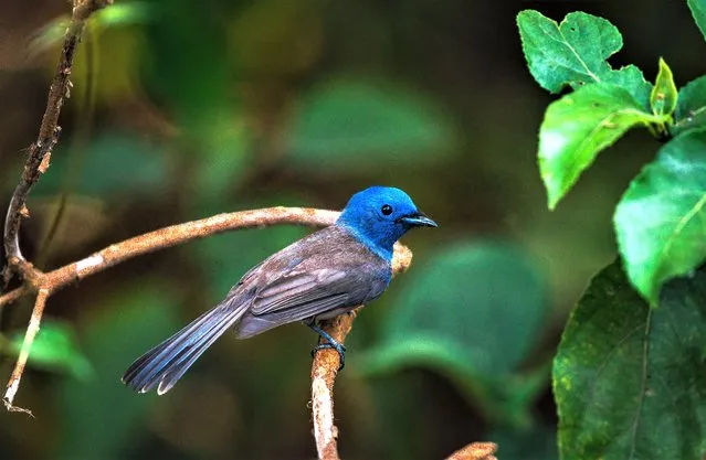 A female black-naped monarch or black-naped blue flycatcher (Hypothymis azurea) is flying frequent sorties to catch airborne insects at Tehatta, West Bengal, India on April 19, 2023. The black-naped monarch or black-naped blue flycatcher (Hypothymis azurea) is a slim and agile colorful passerine bird belonging to the family of monarch flycatchers found in tropical forest habitats of southern and south-eastern Asia. They are sexually dimorphic, with the male having a distinctive black patch on the back of the head and a narrow black half collar (“necklace”), while the female is duller with olive-brown wings and lacking the black markings on the head. Populations differ slightly in plumage colour and sizes. These little birds are hard to find because it's roaming the forest ground level in dim light to catch insects and hide behind leaves. (Photo by Soumyabrata Roy/NurPhoto via Getty Images)