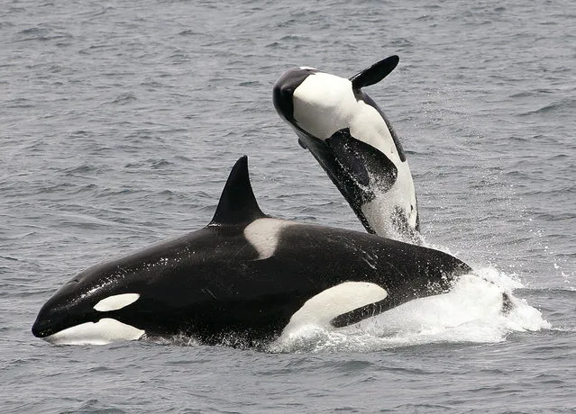 Killer whale populations in European waters are under threat from persistent organic pollutants (POPs). Despite legislative restrictions on their use, these pollutants are still present in orcas’ blubber at levels that exceed all known marine mammal toxicity thresholds. (Photo by Robert Pitman/NOAA/AP Photo)