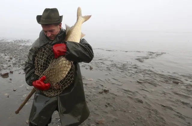 A fisherman carries a giant pike during a traditional fish haul at the Olsina pond near the village of Hodnov, Czech Republic, Friday, October 28, 2016. Fishermen use the traditional, centuries old way of catching the local carp considered by Czechs as a delicate Christmas meal. (Photo by Petr David Josek/AP Photo)