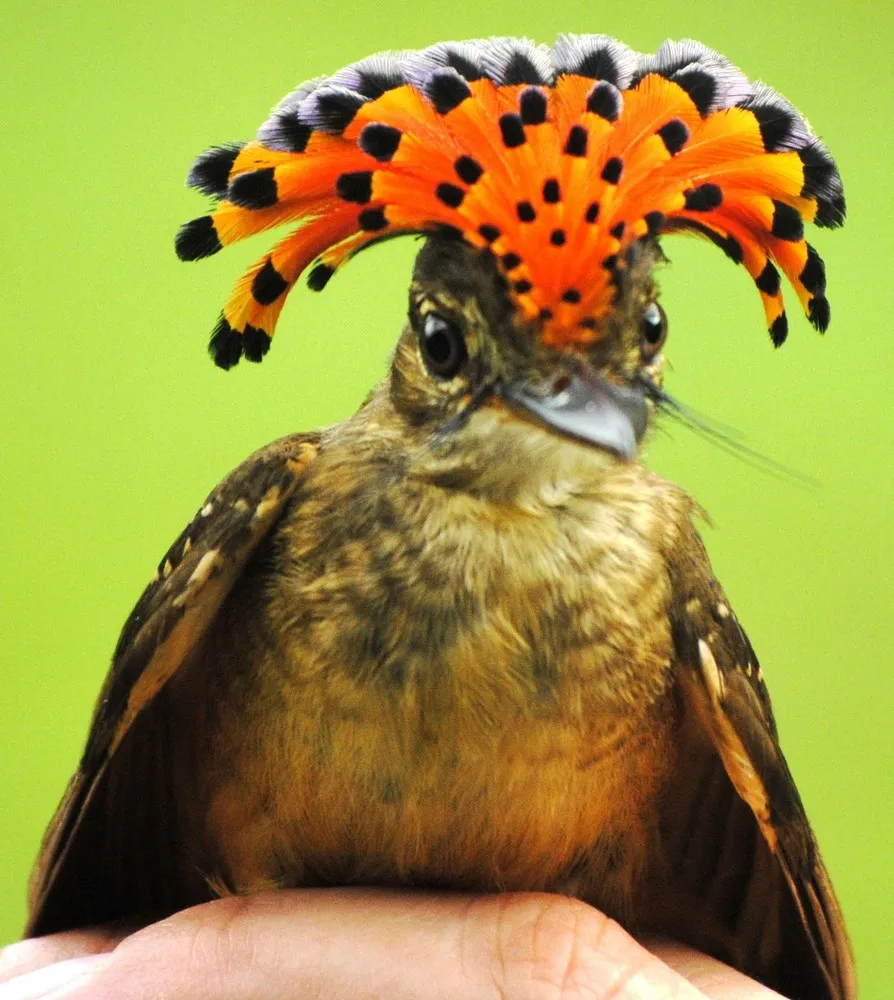 Royal Flycatcher