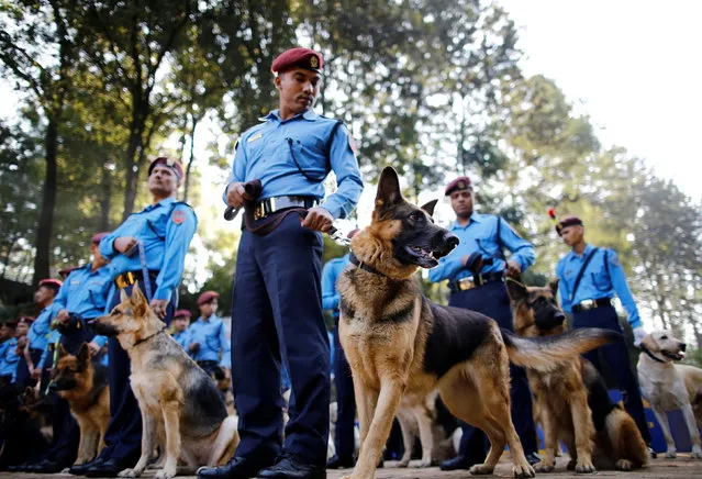 Nepalese police officers stand next to their dogs during the dog festival as part of Tihar celebrations, also called Diwali, at the Central Police Dog Training School in Kathmandu, Nepal, October 29, 2016. (Photo by Navesh Chitrakar/Reuters)