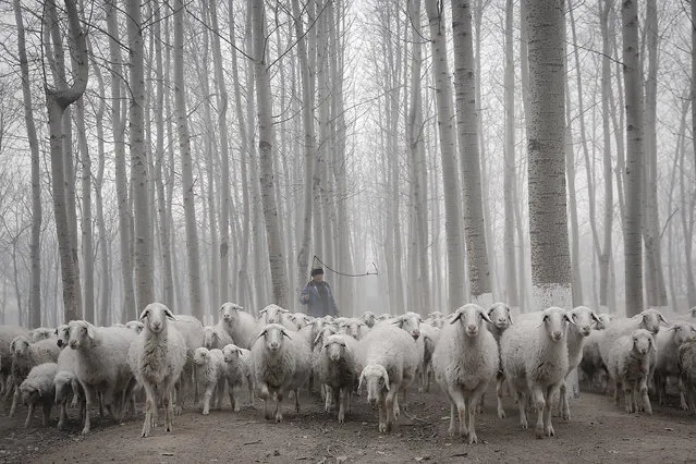A Chinese shepherd leads his flock in the haze in a Beijing suburb on January 15, 2015 in Beijing, China. The PM2.5 Air Quality Index (AQI) reached more than 500 in Beijing city, resulting in a smog hitting Beijing from Tuesday. (Photo by Lintao Zhang/Getty Images)