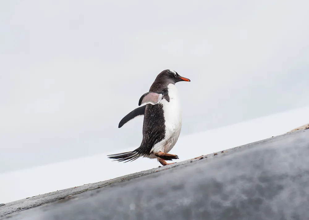 ALL 2013 National Geographic Traveler Photo Contest – in HIGH RESOLUTION. Part III: “Spontaneous Moments” – Weeks 1-10