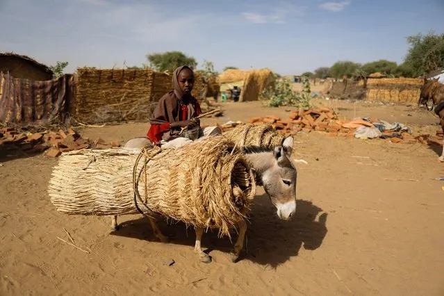 Afaf, 10, a Sudanese refugee, who fled with her family  the violence in their country,  rides a donkey loaded with straw, they use to build shelters near the border between Sudan and Chad in Koufroun, Chad on May 7, 2023. (Photo by Zohra Bensemra/Reuters)