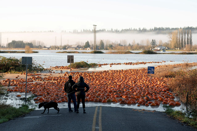 Residents look at pumpkins floating near a closed road in an area flooded by the Snohomish River, after an atmospheric river brought rain and flooding to the Pacific Northwest, in Snohomish, Washington, on December 13, 2025. (Photo by David Ryder/Reuters)