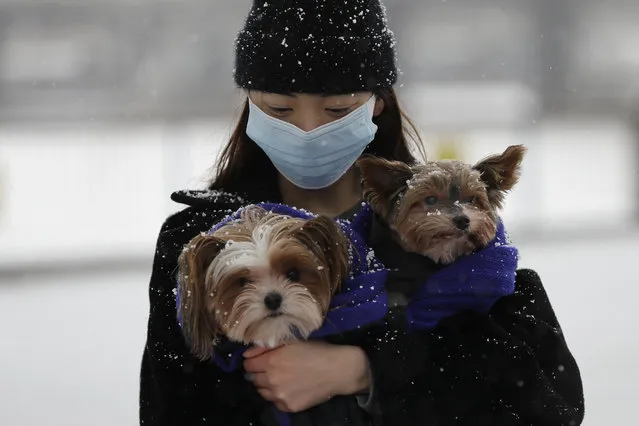 A woman holds her dogs during a snow flurry as temperatures dropped below freezing during the third coronavirus lockdown in London, Tuesday, February 9, 2021. (Photo by Kirsty Wigglesworth/AP Photo)