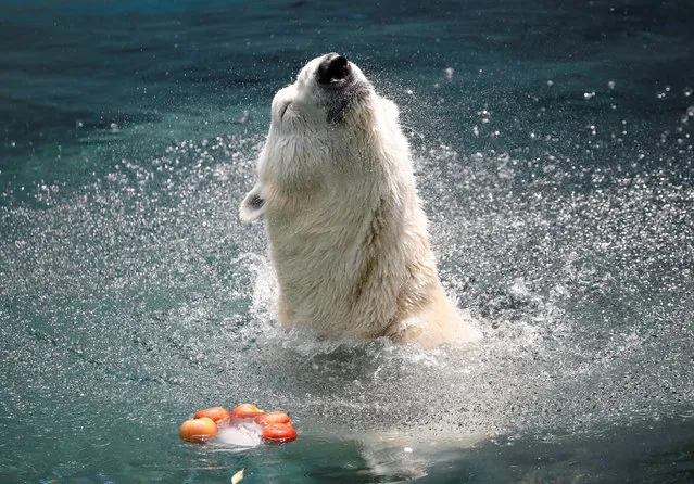 A polar bear plays with a ice block filled with apples on a hot day at an amusement park in Yongin, South Korea, June 21, 2018. (Photo by Kim Hong-Ji/Reuters)