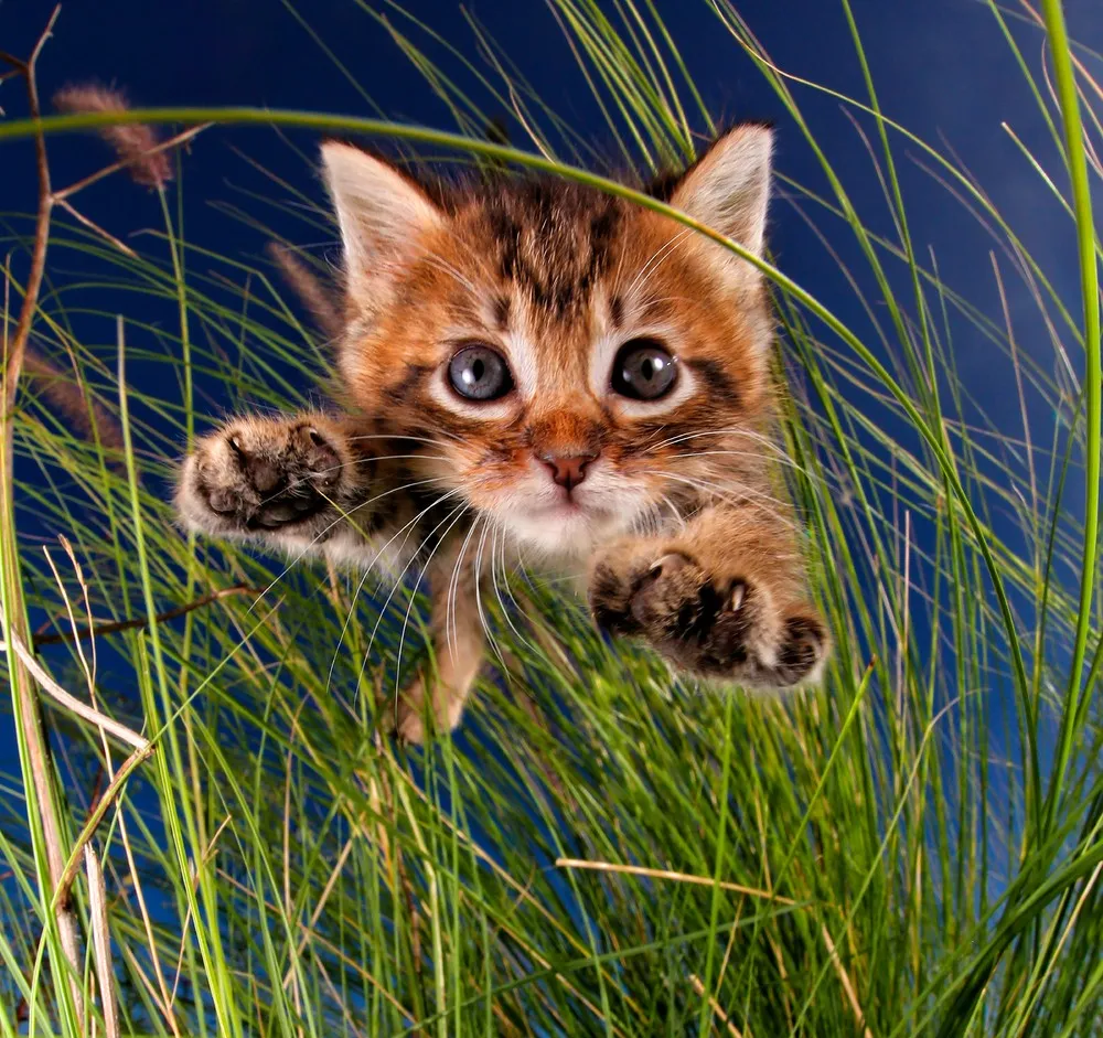 Playful Kittens by Seth Casteel