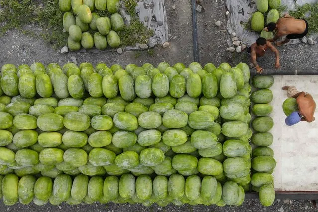 The picture taken on June 19, 2023 shows an aerial view of workers loading harvested watermelons onto a truck in Yilan county's Datong township. (Photo by Sam Yeh/AFP Photo)