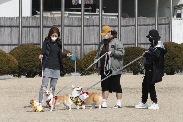 Women wearing face masks as a precaution against the coronavirus watch their dogs playing at a park in Goyang, South Korea, Wednesday, March 10, 2021. (Photo by Ahn Young-joon/AP Photo)