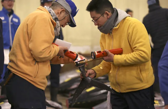 Prospective buyers inspects the quality of fin of a fresh tuna before the first auction of the year at Tsukiji fish market  in Tokyo, Tuesday, January 5, 2016. (Photo by Eugene Hoshiko/AP Photo)