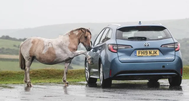 A wild pony has learned how to become a hoofer – for treats in Devon, England on August 1, 2023. The Dartmoor Pony has adopted a new technique to try and get treats by gently tapping on parked car doors without damaging them to attract attention. (Photo by Jason Bryant/Apex News)