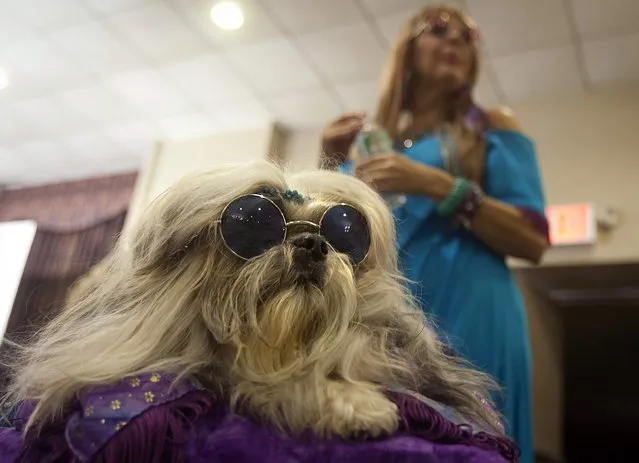 A dog wearing sunglasses sits in a stroller before a New York Pet Fashion Show event during Fashion Week in the Manhattan borough of New York February 12, 2015. (Photo by Carlo Allegri/Reuters)