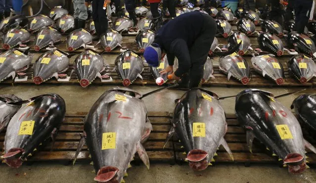 A wholesaler checks the quality of a fresh tuna displayed at the Tsukiji fish market before the New Year's auction in Tokyo, Japan, January 5, 2016. (Photo by Toru Hanai/Reuters)