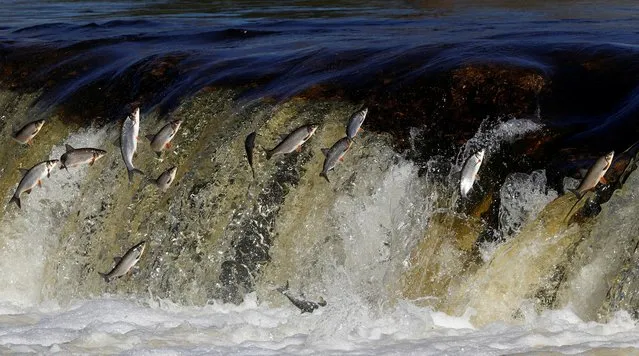 Fish jump over waterfall on Venta river, as every spring vimba bream try to jump over about 2 meters high Venta Rapid waterfall to go up to the rivers to breed, in Kuldiga, Latvia on April 21, 2021. (Photo by Ints Kalnins/Reuters)
