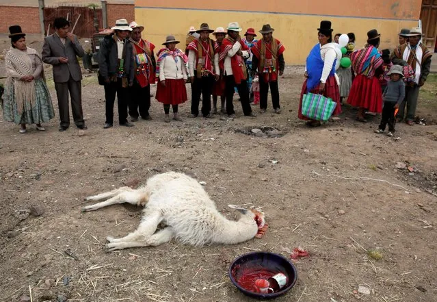 Aymara indigenous people sacrifice a llama during a ritual at their Farming Union headquarters, to demand rain during the worst drought in 25 years in Caracollo, Bolivia, November 30, 2016. (Photo by David Mercado/Reuters)