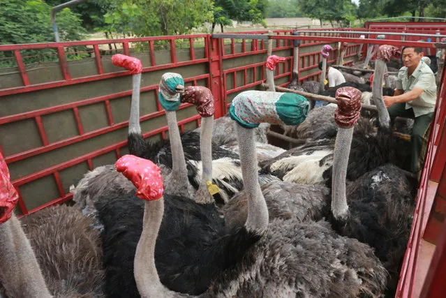 Ostriches wear masks as they are transported by a truck for relocation in Zhengzhou, Henan Province, China, August 8, 2016. (Photo by Reuters/Stringer)