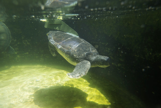 Hofesh, an injured male green sea turtle, swims in a pool after an artificial fin was attached to his back at the Israel Sea Turtle Rescue Center, in Michmoret, Israel April 9, 2014. The turtle was brought to the center missing both limbs on the left side of its body, but the artificial fin, designed by an industrial design student, Shlomi Gez, was attached to Hofesh's back, offering stability and a more permanent solution to its disability. (Photo by Baz Ratner/Reuters)