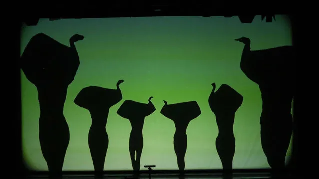 In this photo taken on Tuesday, December 20, 2016, dancers of the U.S. company “Catapult” create a group of ostriches, during their show “Magic Shadows”, in Milan, Italy. Dancers in the company create shadow sculptures with their bodies, giving a contemporary twist to the ancient Chinese art of shadow theaters. (Photo by Luca Bruno/AP Photo)