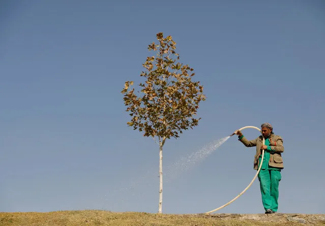An Afghan municipality worker waters a tree in Kabul, Afghanistan on November 6, 2018. (Photo by Mohammad Ismail/Reuters)