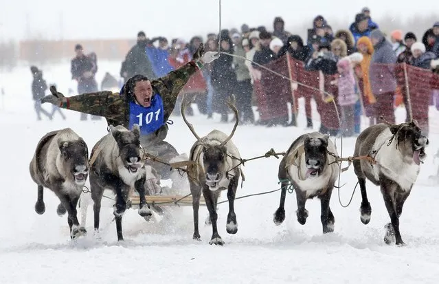In this photo taken on Sunday, March 15, 2015, a Nenets man takes part in a reindeer race at the Reindeer Herder's Day in the city of Nadym, in Yamal-Nenets Region, 2500 km (about 1553 miles) northeast of Moscow, Russia. For the indigenous nomadic Nenets people, the Reindeer Herder’s Day offers a chance to show their prowess in wrestling, high jumps and other traditional local sports, but, above all, reindeer races. (Photo by Dmitry Lovetsky/AP Photo)