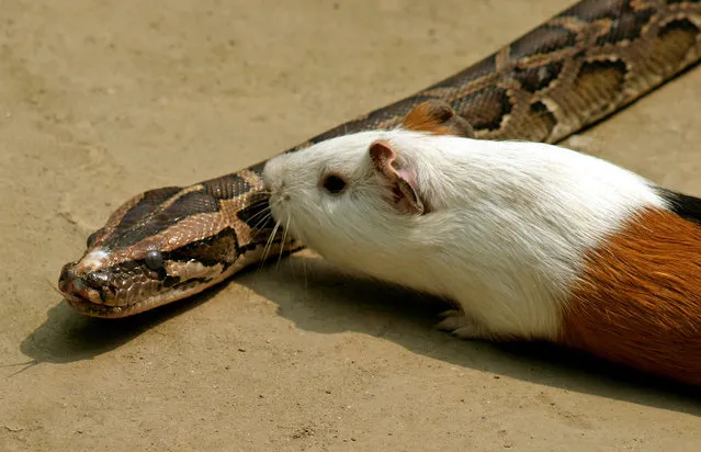 An Indian rock python is seen with a guinea pig inside a snake park, 75 km from Siliguri April 10, 2006. 2006. (Photo by Rupak De Chowdhuri/Reuters)