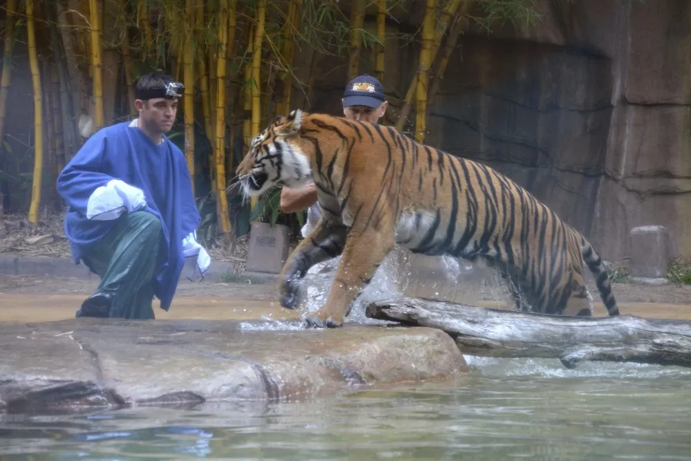 Handler Attacked by Zoo Tiger