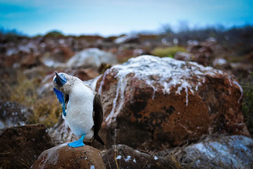 ALL 2013 National Geographic Photo Contest – in HIGH RESOLUTION. Part 2 “Nature”, Weeks 1-3