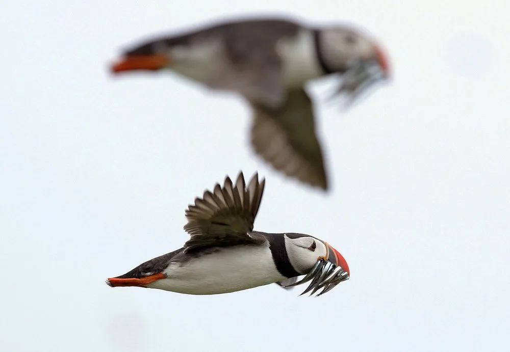 Wildlife of the Farne Islands