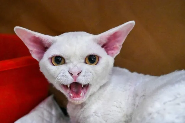A cat hisses while being pictured during the International Cat Show in Banda Aceh on November 11, 2023. (Photo by Chaideer Mahyuddin/AFP Photo)