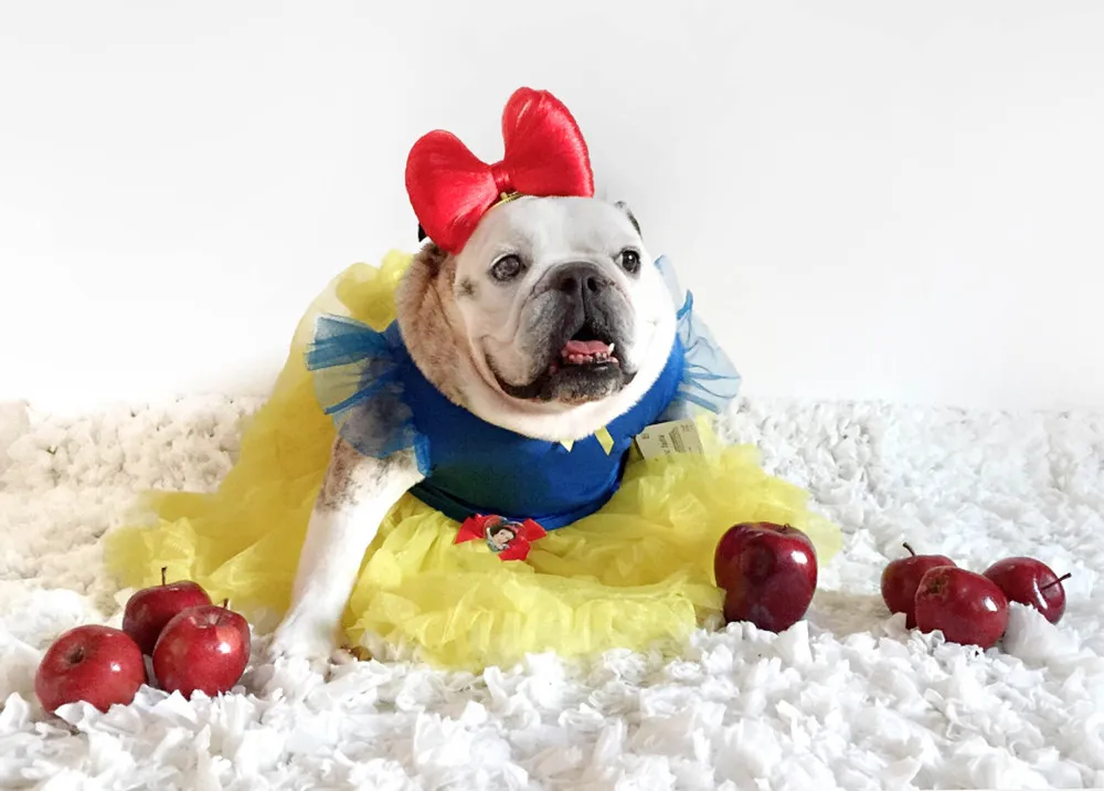 Fancy Dressed Bulldog