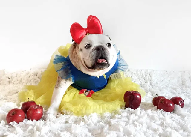 Maya the bulldog as snow white. (Photo by Tania Ahsan/Caters News)