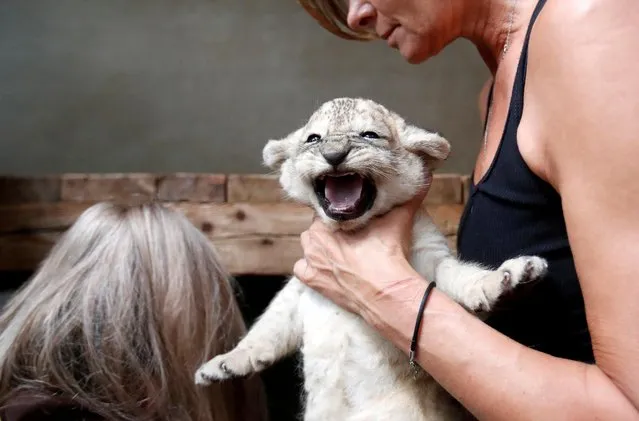 A zookeeper holds a newly born Barbary lion cub at Dvur Kralove Zoo in Dvur Kralove nad Labem, Czech Republic, August 12, 2021. (Photo by David W. Cerny/Reuters)