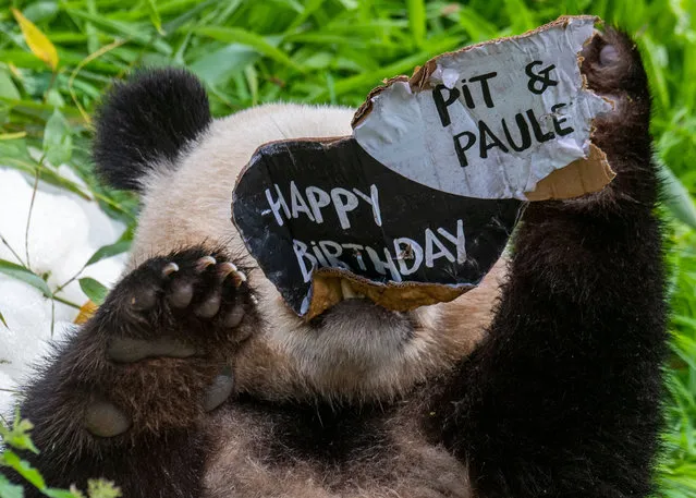 Panda cub Pit chews a cardboard sign inscribed with “Happy Birthday Paule and Pit” to celebrate the panda twins' 2nd birthday at the Zoologischer Garten zoo in Berlin on August 31, 2021. On loan from China, the cub's parents Meng Meng and male panda Jiao Qing arrived in Berlin in June 2017. While their cubs, Paule and Pit, are born in Berlin, they remain Chinese and must be returned to China after they have been weaned. (Photo by John MacDougall/AFP Photo)