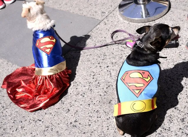 Dogs dressed as DC Comics Super Heroes at the DC Comics Super Hero World Record Event to set a Guinness World Record at the Hollywood & Highland Center on Saturday, April 18, 2015, in Los Angeles. (Photo by Dan Steinberg/Invision for Warner Bros. Consumer Products/AP Images)