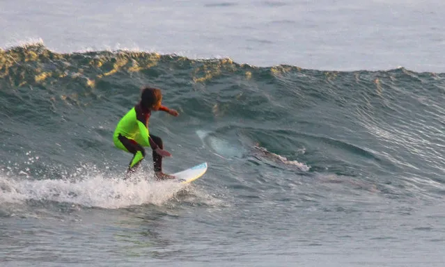In this photo from January 24, 2017, provided by Chris Hasson, 10-year-old Eden Hasson, Chris' son, surfs near what is believed to be a great white shark at Samurai Beach, Port Stephens, Australia. James Cook University shark researcher Andrew Chin says the photographed shark is possibly a small great white. (Photo by Chris Hasson via AP Photo)