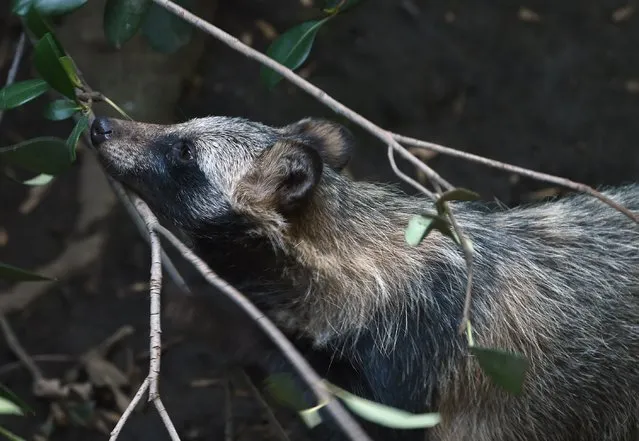 View of a raccoon dog or Tanuki (Nyctereutes procyonoides) at the Chapultpec Zoo in Mexico City on August 06, 2015. (Photo by Alfredo Estrella/AFP Photo)