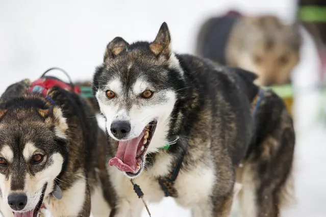 A team heads out at the ceremonial start of the Iditarod Trail Sled Dog Race to begin their near 1,000-mile (1,600-km) journey through Alaska’s frigid wilderness in downtown Anchorage, Alaska March 5, 2016. (Photo by Nathaniel Wilder/Reuters)