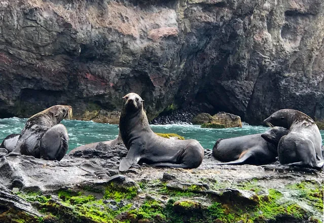 Sea lions bask on rocks on Robinson Crusoe Island, in the Pacific Juan Fernandez Islands, off the coast of Chile, on January 30, 2019. This divers' paradise, some 700 km west of the Chilean coast and with a population of about a thousand inhabitants, has just taken a fundamental step in its conservation – by 2020 it aspires to become free of single-use plastics. (Photo by Ana Fernandez/AFP Photo)