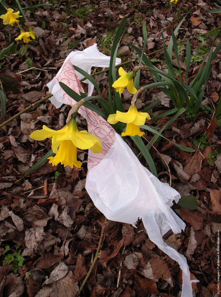 Esthetics of Plastic Packages