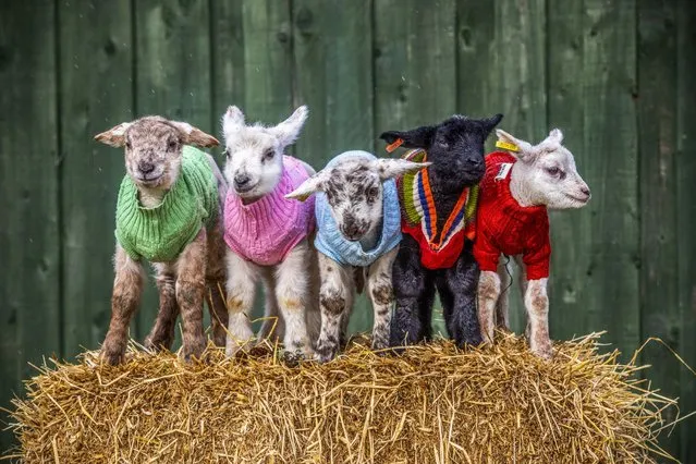 Woolly jumpers help keep five newborn lambs, aged between four and ten days, warm at Auchingarrich Wildlife Park, Perthshire, UK in the last decade of February 2024. They also help zookeepers tell the youngsters apart. (Photo by Katielee Arrowsmith/South West News Service)