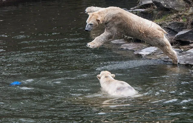 Polar bear Wolodja jumps over polar bear Tonja into the water in the enclosure at the zoo in Berlin, Germany, March 24, 2016. (Photo by Paul Zinken/EPA)