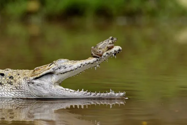 Perched on the nose of a crocodile, this brave frog probably won't realise just how much of a lucky escape it's had. (Photo by Fahmi Bhs/Solent News & Photo Agency)