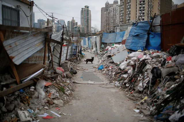 A dog is seen at a housing area designated for demolition by the government in Shanghai, China, February 21, 2017. (Photo by Aly Song/Reuters)