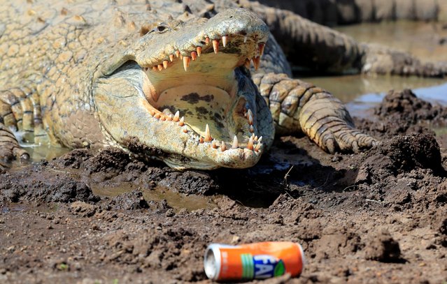 A crocodile sunbathes near a discarded can at a waterbody inside the Nairobi National Park (NNP), in Nairobi, Kenya on December 29, 2021. (Photo by Thomas Mukoya/Reuters)